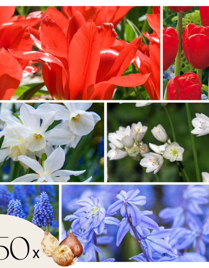 Mélange de bulbes – Set de 250