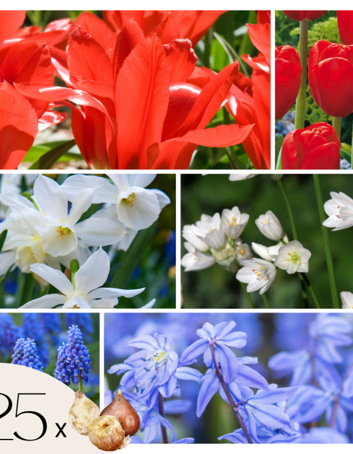 Mélange de bulbes – Set de 125