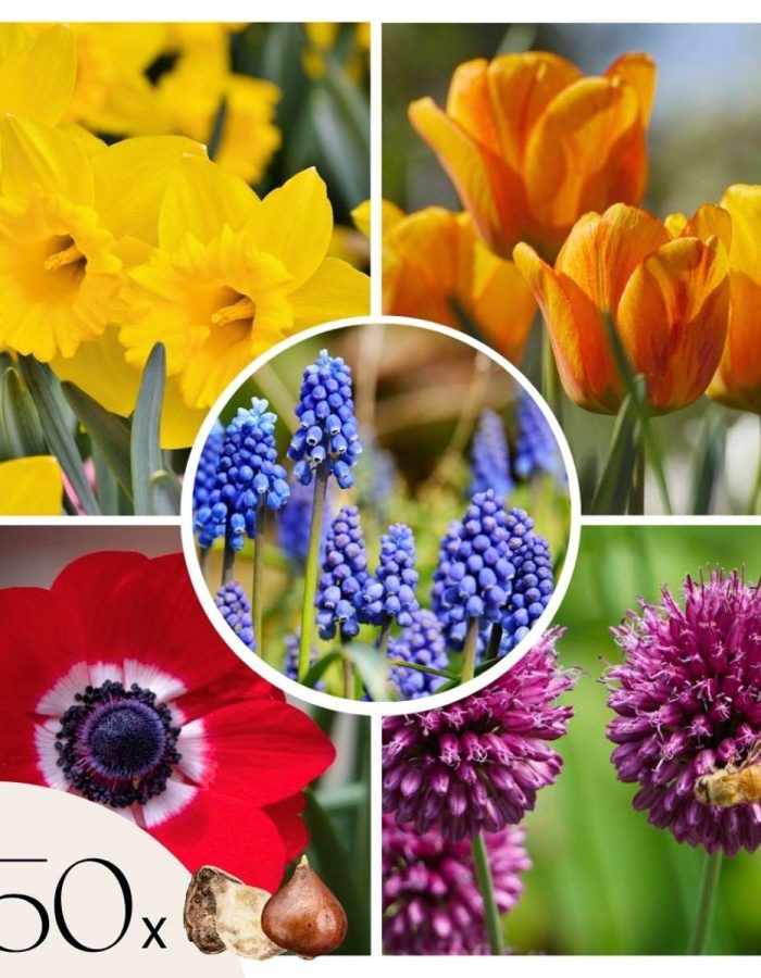 Bulbes multicolores  – Set de 250 bulbes