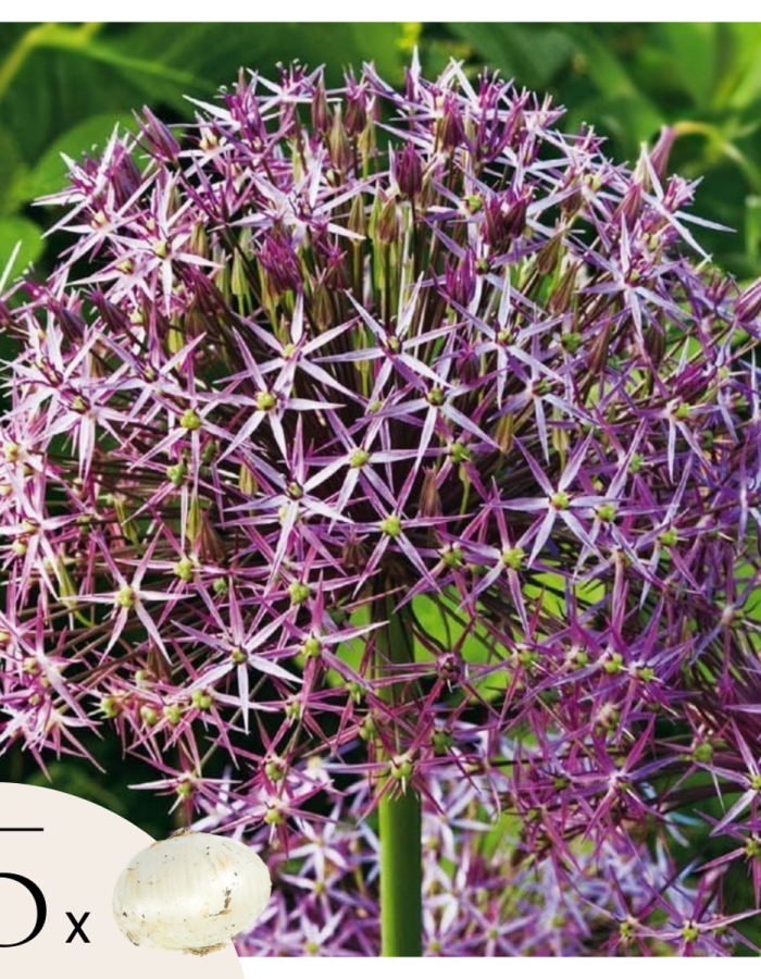 Allium Christophii – Set de 15pc
