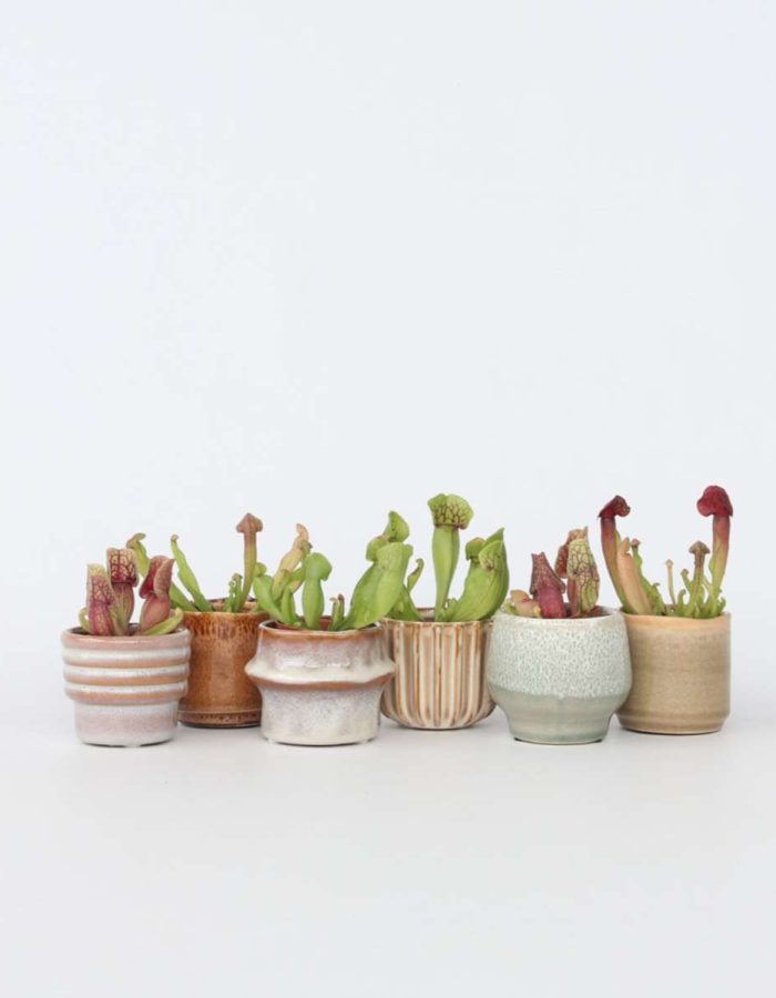 Sarracenia Purpurea – Set de 6 – Plante carnivore