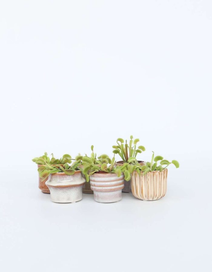 Dionaea Muscipula – Set de 6 – Attrape-mouche de Vénus