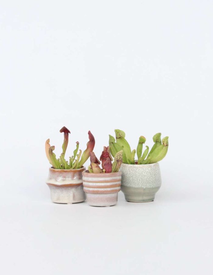 Sarracenia Purpurea – Set de 3 – plantes carnivores