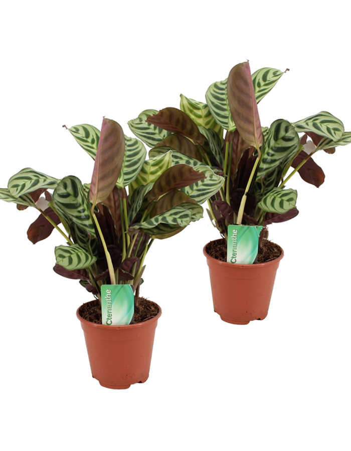 Ctenanthe ‘Gebedsplant’ – Set de 2