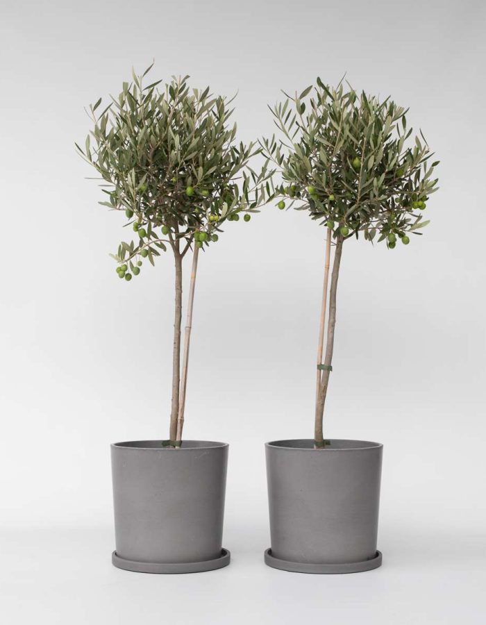Olea Europaea – Set de 2 – Olivier