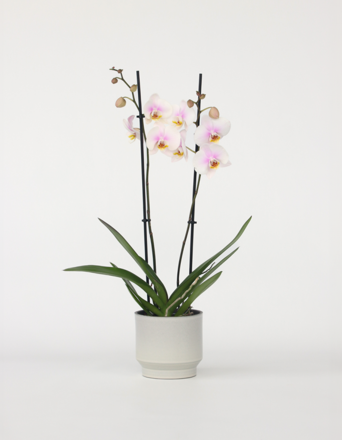 Phalaenopsis – Orchidée Rose