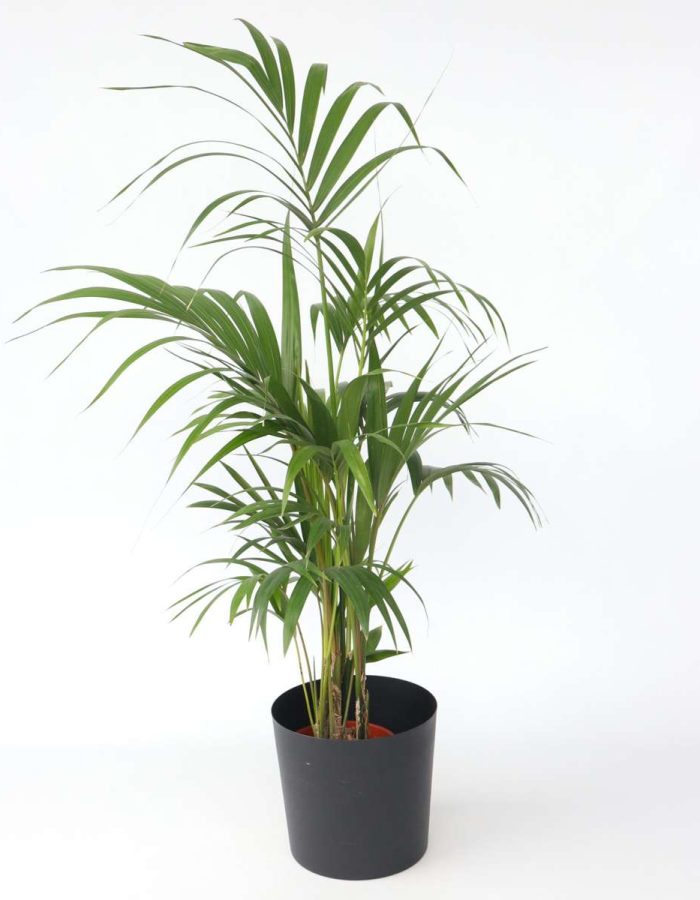 Howea Forsteriana – Palmier Kentia – Xl Plante d’intérieur
