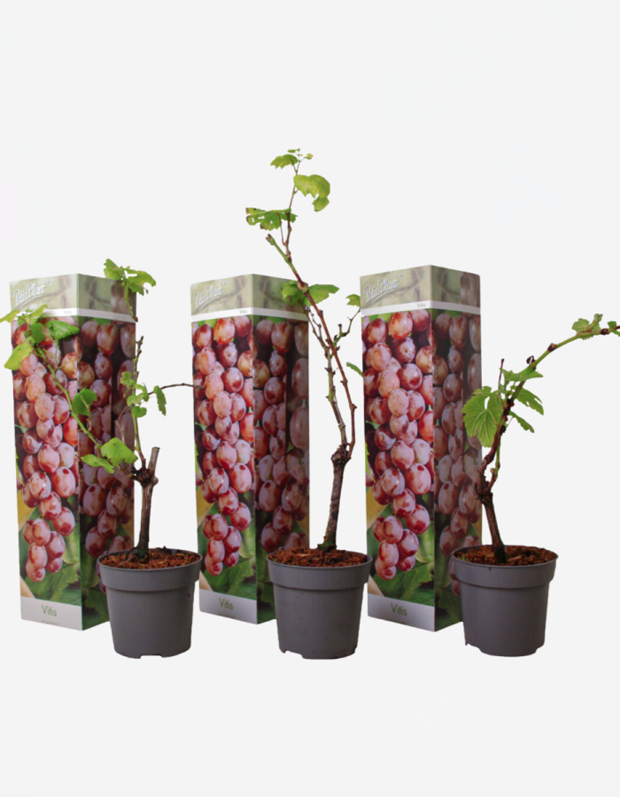 Vignes – Set de 3 – Vitis Vinifera – Rouge