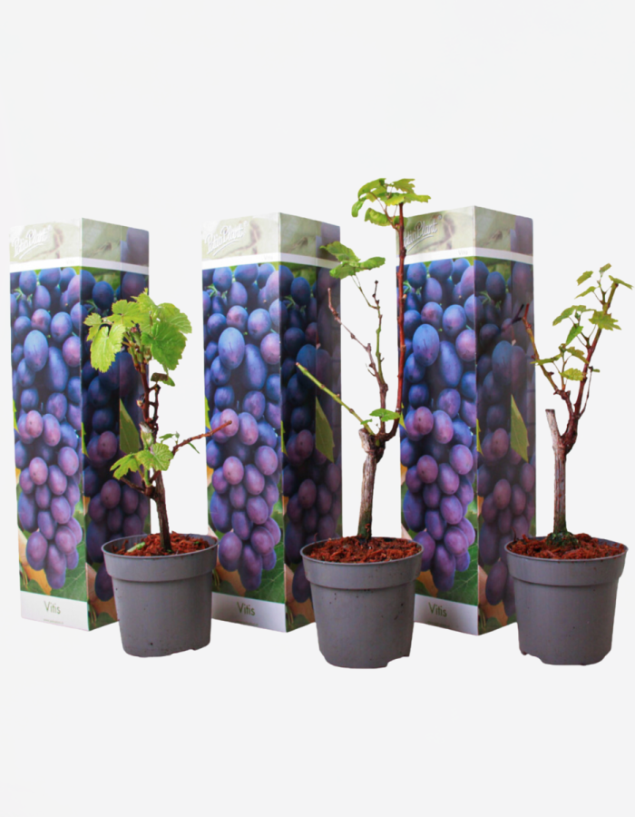 Vignes – Set de 3 – Vitis Vinifera – Bleu