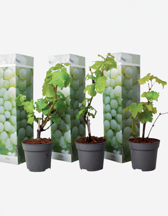 Vignes – Set de 3 – Vitis Vinifera – Blanc