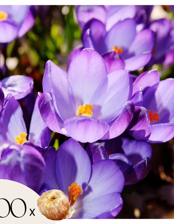 Crocus Ruby Giant – Set de 200 – offre dingue