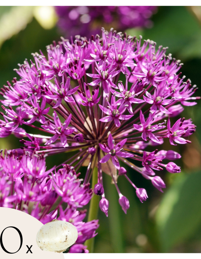Allium Purple Sensation – Set de 30pc