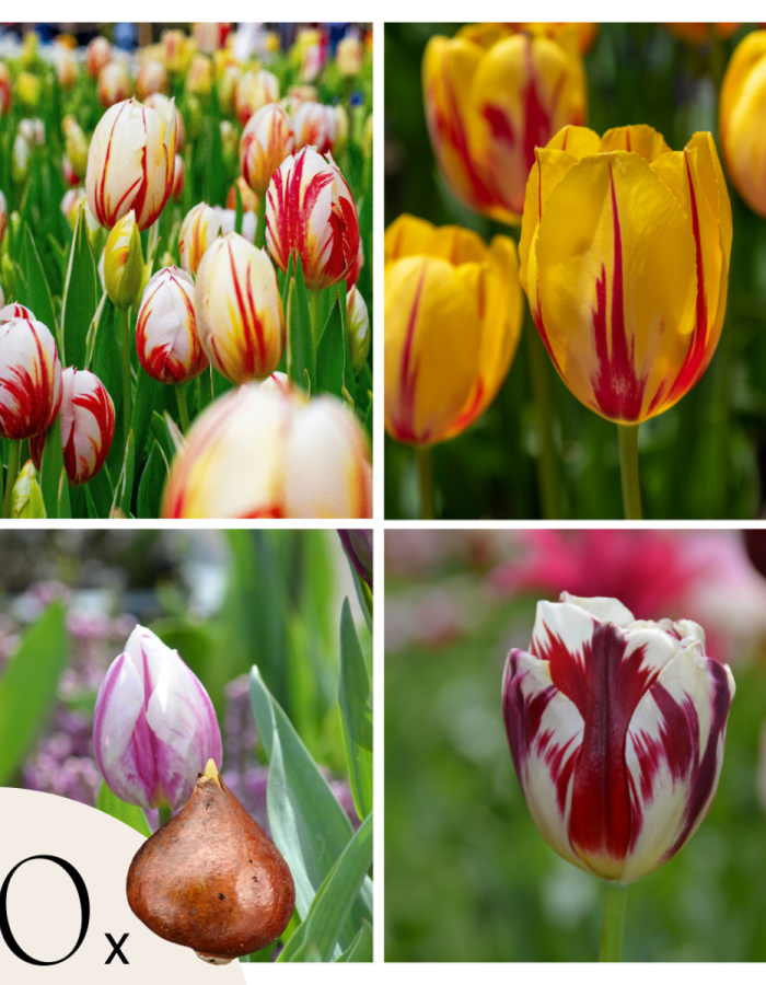 Tulipes mix ‘Flaming Beauty’ – Set de 60