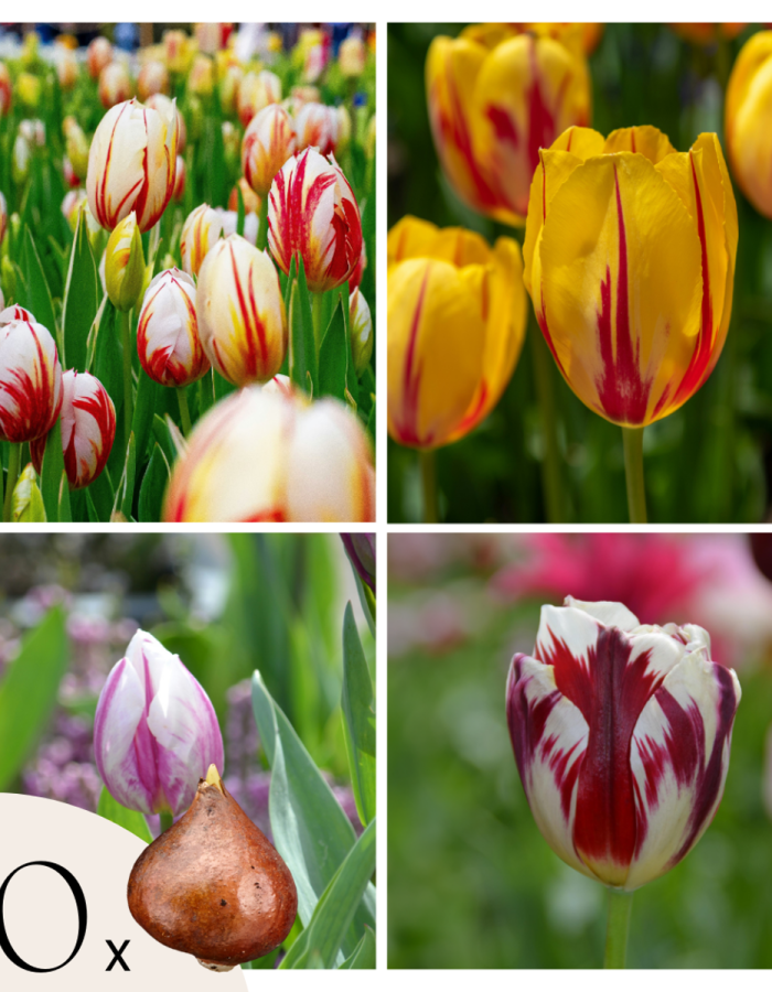 Tulipes ‘Flaming Beauty’ – Set de 30