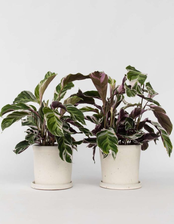 Calathea ‘Fusion’ – Par 2 de 30 à 40cm