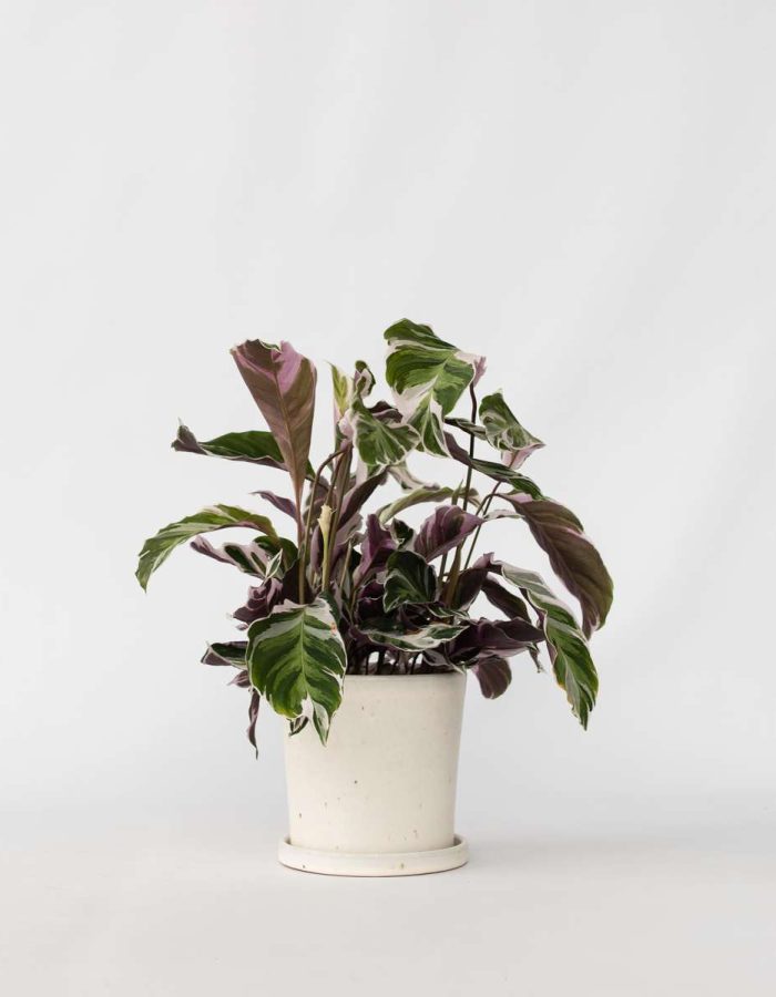 Calathea ‘Fusion White’