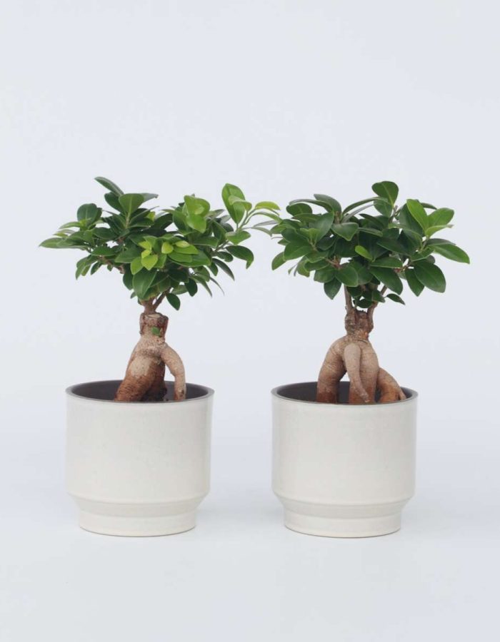 Ficus Ginseng – Bonsai Japonais – Set de 2
