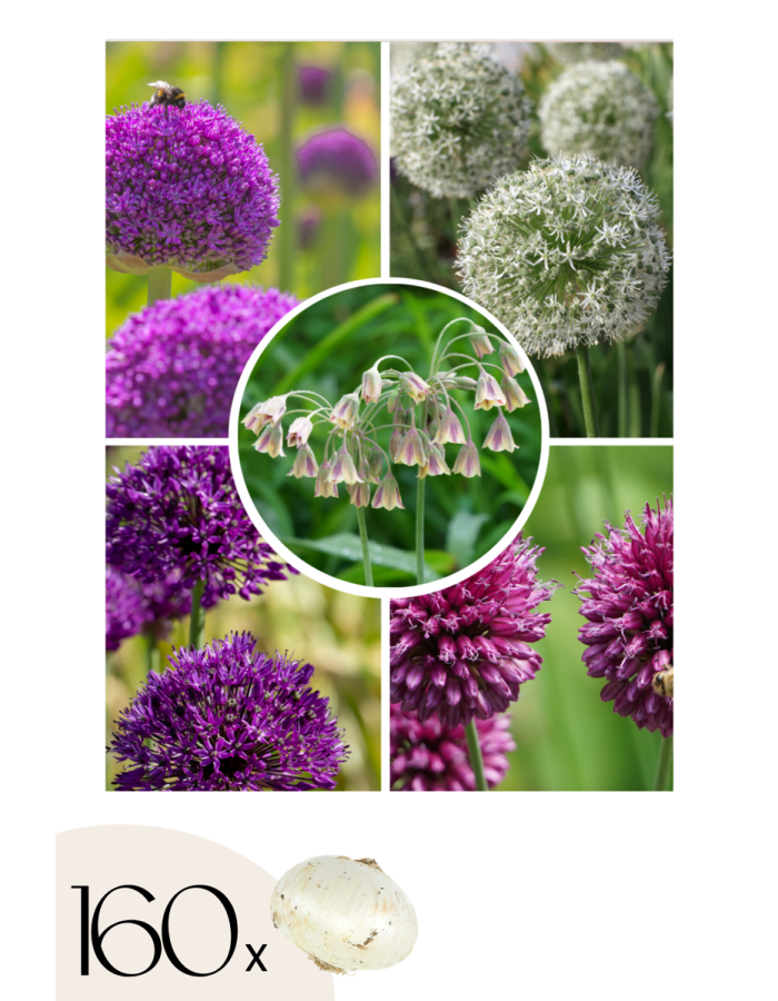 Bulbes Allium – Mix de 160 avec 5 variétés