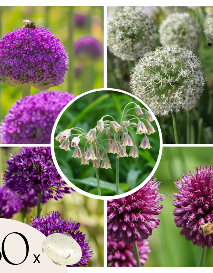 Bulbe d’Allium – Set de 80 – 5 variétés
