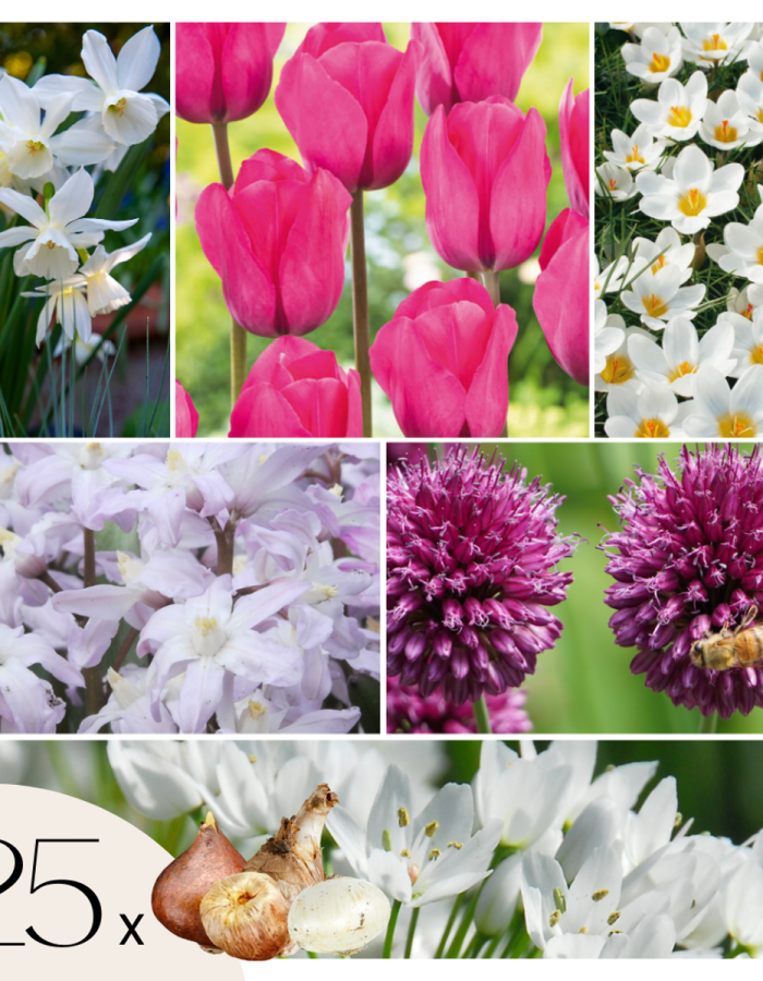 Bulbes Garden Pink – 125 bulbes – Narcis, Allium, Tulipes, crocus
