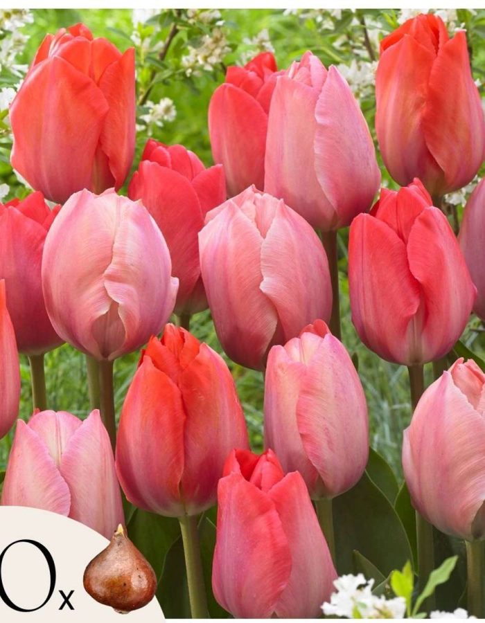 Tulipes rose et rouge- Set de 80