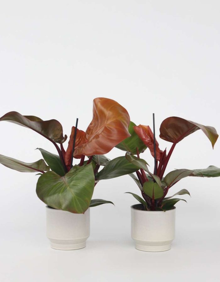 Philodendron ‘soleil’ – Set de 2