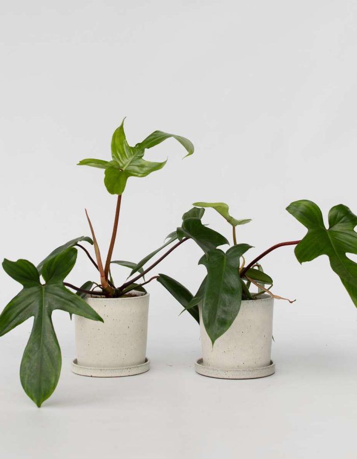 Philodendron ‘Florida Green’ – Set de 2