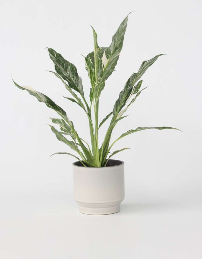 Spathiphyllum ‘Diamond’