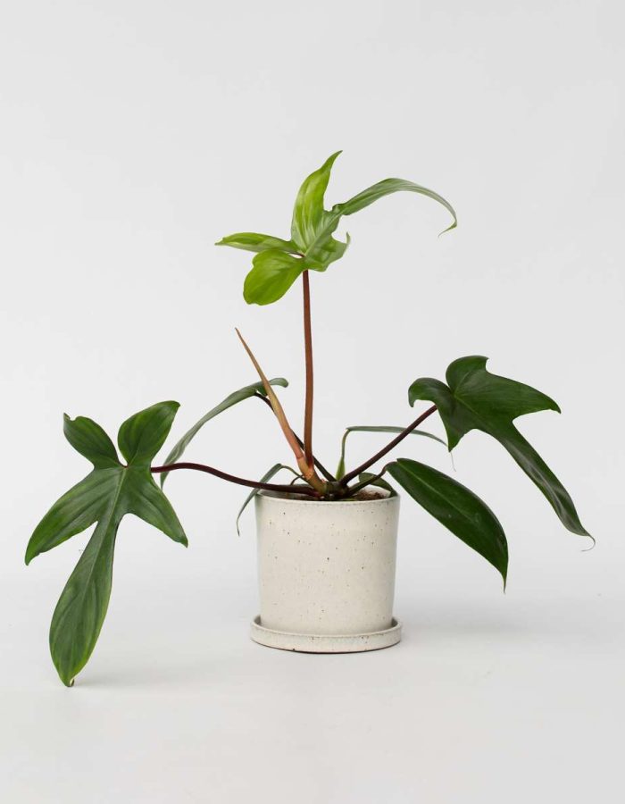 Philodendron ‘Florida’ 20 à 30cm