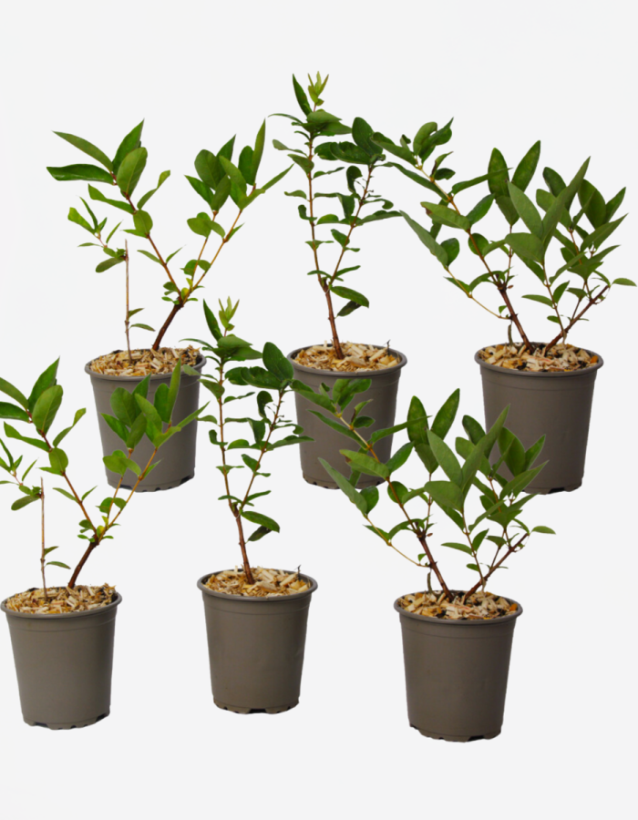 Lonicera Kamtchatica – Set de 6