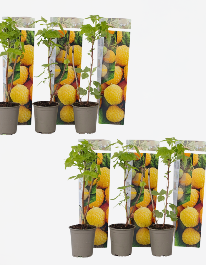 Plants de framboises – Set de 6 – Plants de framboises jaunes