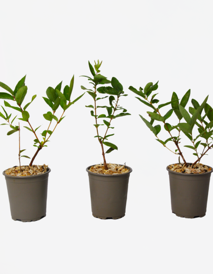 Lonicera Kamtchatica – Set de 3 – Chèvrefeuille