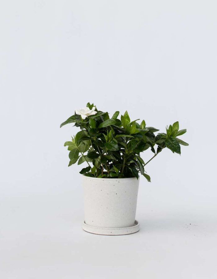 Gardenia Jasminoides – Witte Bloemen – Jasmijn