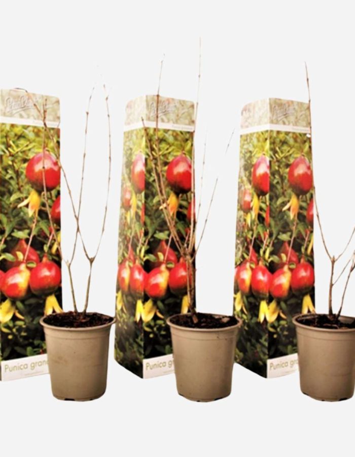 Punica Granatum – Set de 6 – Grenade