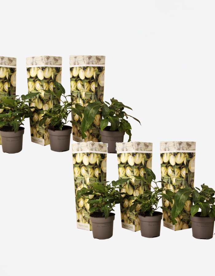 Solanum ‘Pepino Gold’ – Poire melon – Set de 6