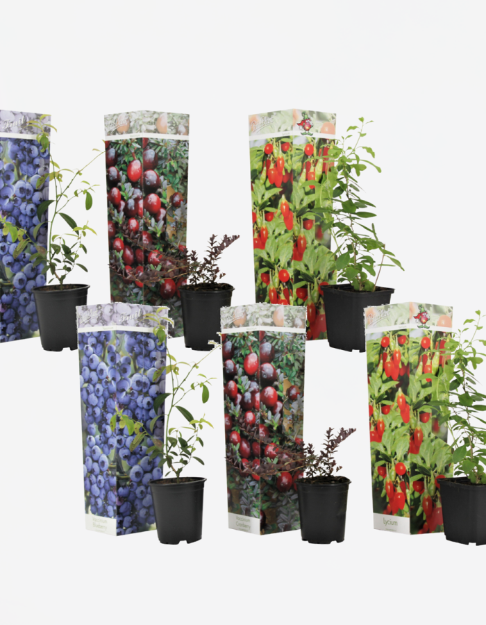 Superfruit – 6 Arbres fruitiers – Myrtilles, Canneberges, Goji