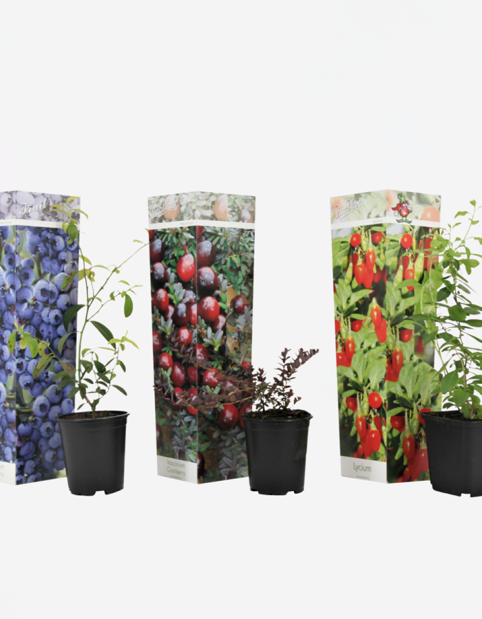 Superfruit – 3 Arbres fruitiers – Myrtille, Canneberge, Goji