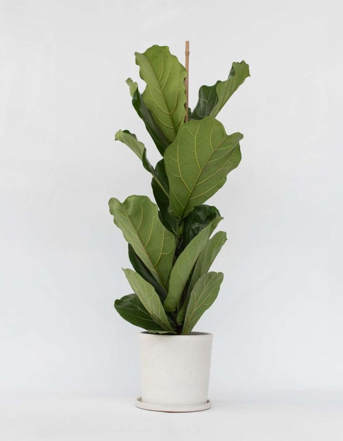 Ficus Lyrata – Figuier