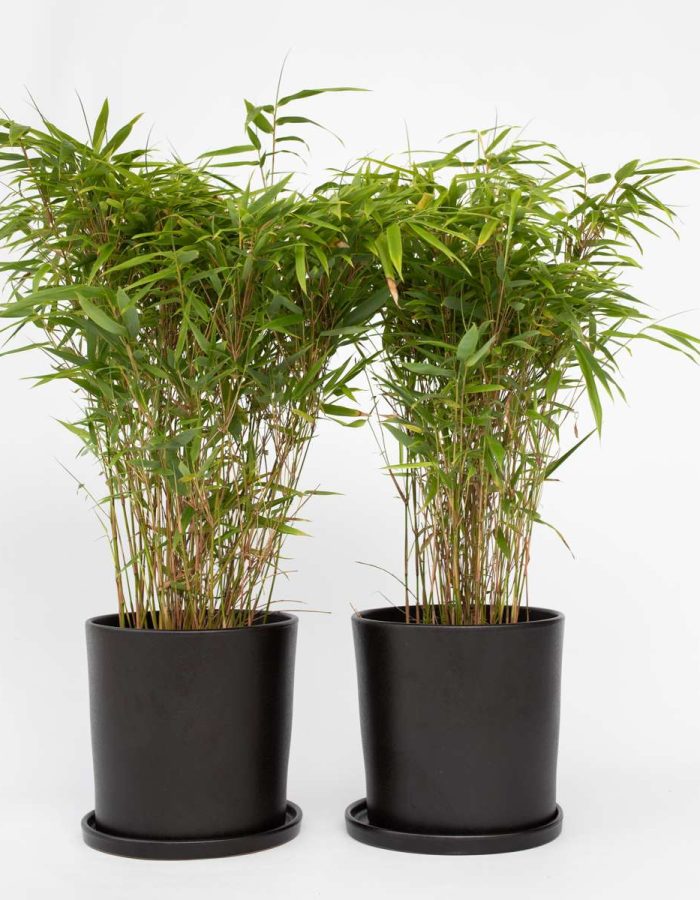 Fargesia Gansu – Set de 2 – Bambou