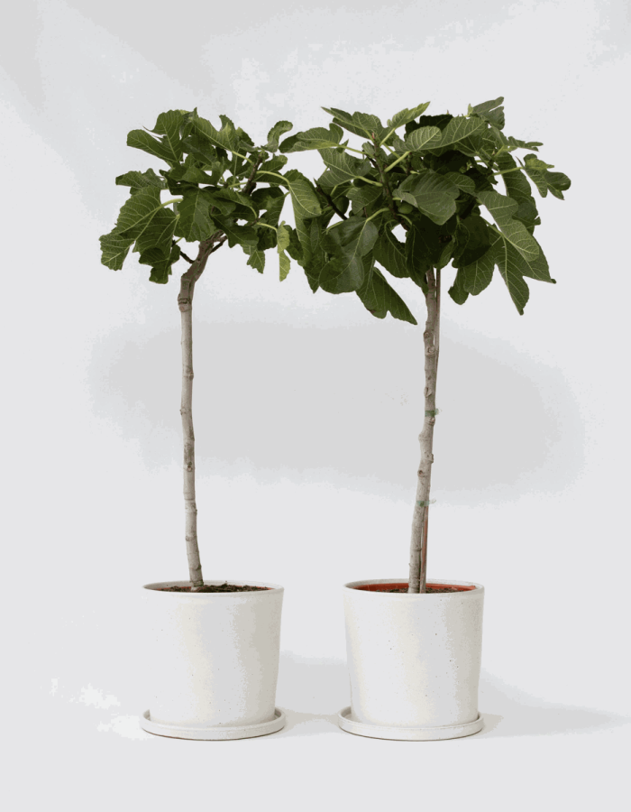 Ficus Carica – Set de 2 – figuier