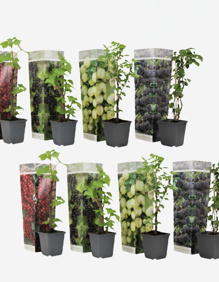 Mélange de baies – Mix de 8 – Baies