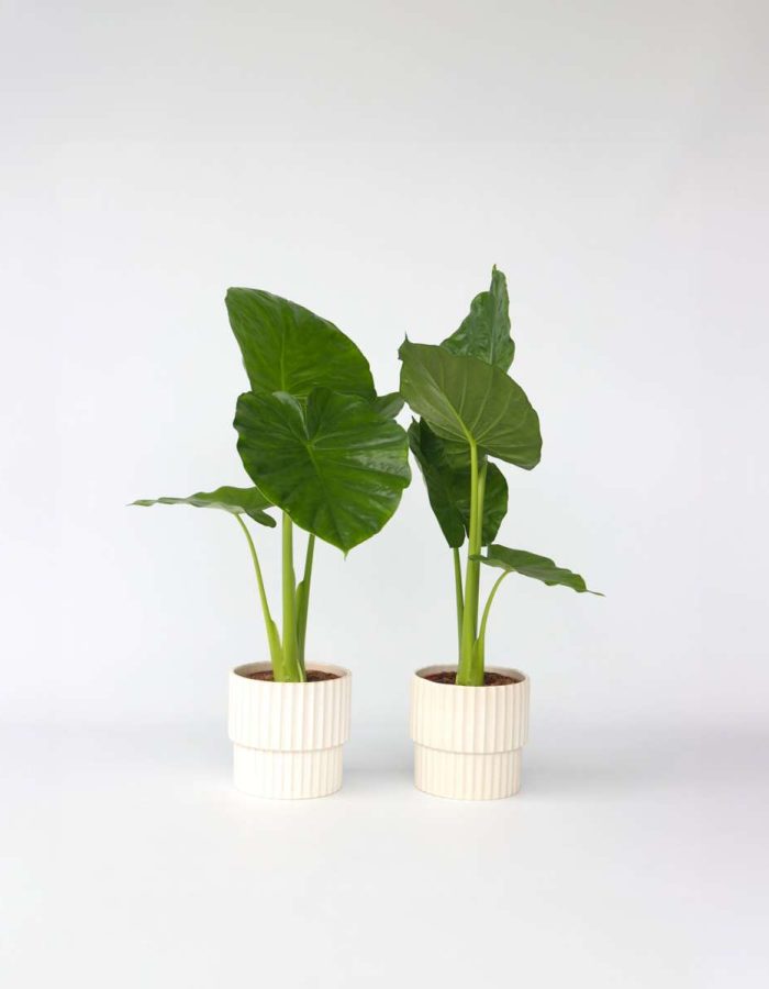 Alocasia ‘Odora’ – Set de 2 – Oreilles d’éléphants