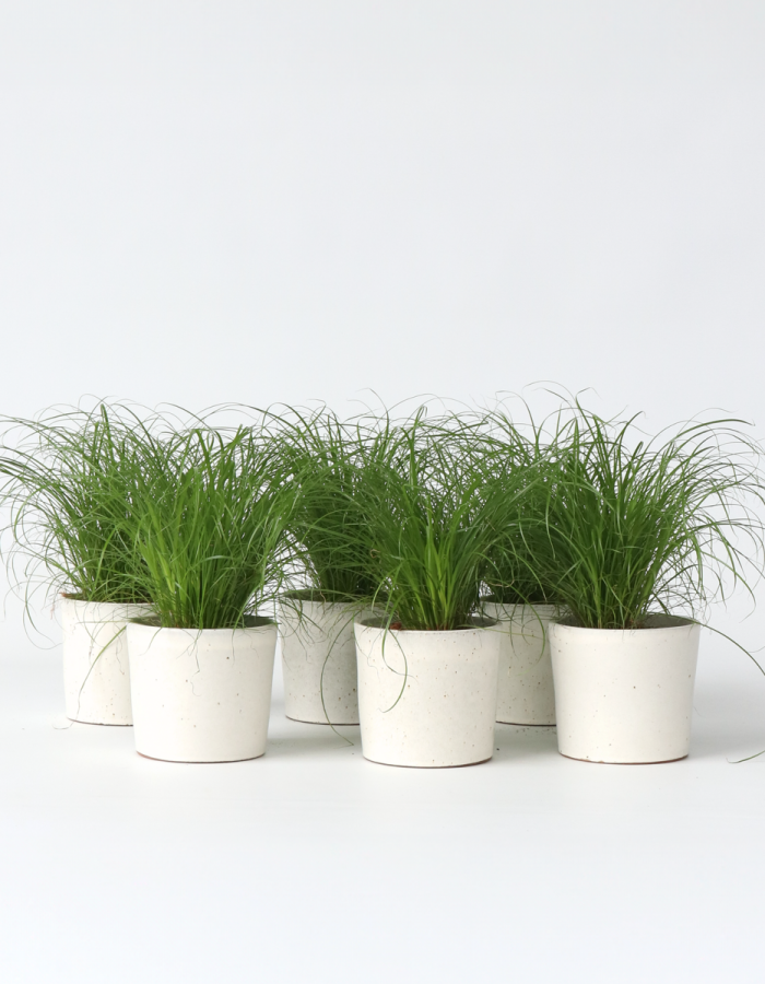 Cyperus – Set de 6