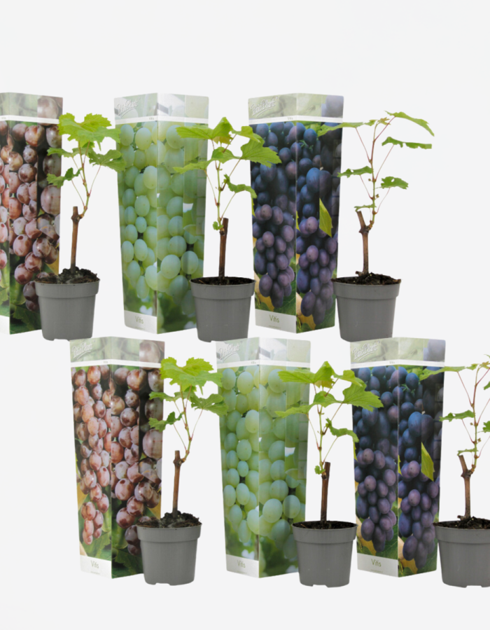 Vignes – Mix de 6 – Vitis Vinifera