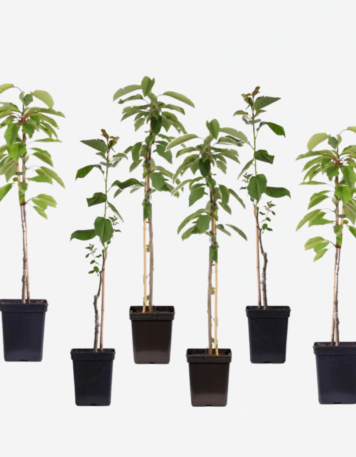 Pommiers – Set de 6 – Braeburn, Golden Delicious, Gala