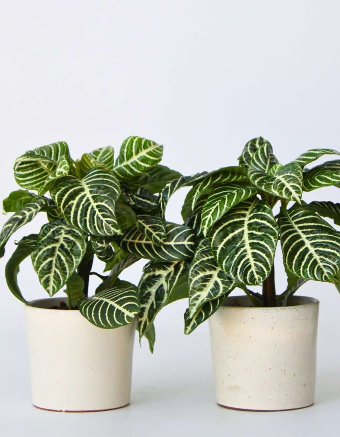 Aphelandra – Set de 2 – Plante zèbre