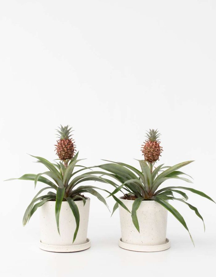 Plant d’ananas ‘Mi Amigo’ – Set de 2