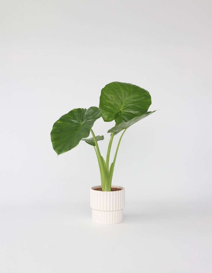 Alocasia ‘Odora’ – Oreilles d’éléphants