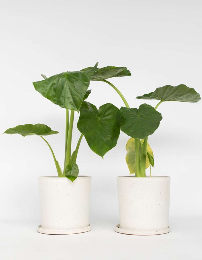 Alocasia ‘Macrorrhiza’ – Set de 2 – Oreilles d’éléphant