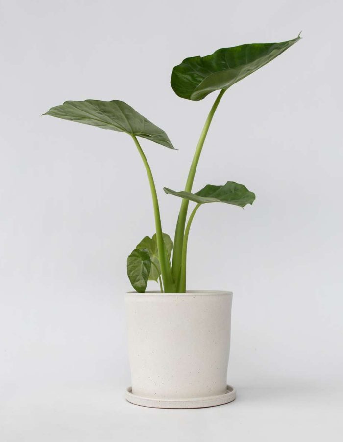 Alocasia ‘Macrorrhiza’ – 60cm